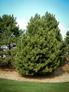 Сосна Чёрная (Pinus Nigra) купить по цене от 270.00р. в интернет-магазине «Посадика» с доставкой почтой в в Белебейе и по всей России – [изображение №1].