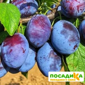 Слива Чачакская ранняя купить по цене от 229.00р. в интернет-магазине «Посадика» с доставкой почтой в в Белебейе и по всей России – [изображение №1].