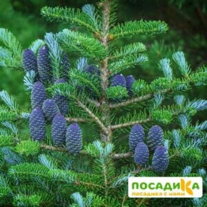 Пихта корейская (Abies koreana) купить по цене от 450.00р. в интернет-магазине «Посадика» с доставкой почтой в в Белебейе и по всей России – [изображение №1].