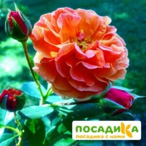 Роза Арабия купить по цене от 350.00р. в интернет-магазине «Посадика» с доставкой почтой в в Белебейе и по всей России – [изображение №1].