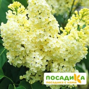 Сирень Примроуз (Primrose) купить по цене от 529.00р. в интернет-магазине «Посадика» с доставкой почтой в в Белебейе и по всей России – [изображение №1].