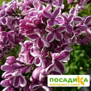 Сирень Сенсация купить по цене от 529.00р. в интернет-магазине «Посадика» с доставкой почтой в в Белебейе и по всей России – [изображение №1].