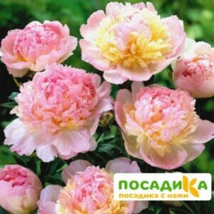 Пион Распберри Сандей (Paeonia Raspberry Sundae) купить по цене от 959р. в интернет-магазине «Посадика» с доставкой почтой в в Белебейе и по всей России – [изображение №1].