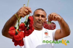 Клубника Гигант Джорнея купить по цене от 266р. в интернет-магазине «Посадика» с доставкой почтой в в Белебейе и по всей России – [изображение №1].