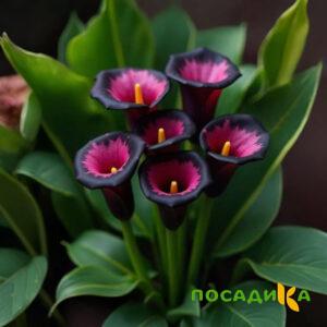 Калла Аура Лейс купить по цене от 400р. в интернет-магазине «Посадика» с доставкой почтой в в Белебейе и по всей России – [изображение №1].