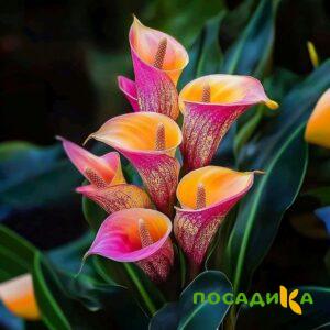 Калла Оникс купить по цене от 450р. в интернет-магазине «Посадика» с доставкой почтой в в Белебейе и по всей России – [изображение №1].