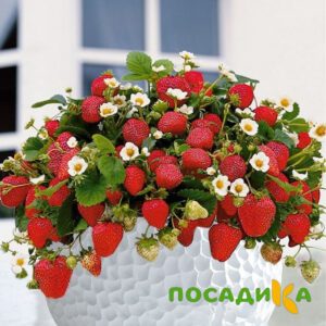 Клубника Рубиновый Шепот (горшечная) купить по цене от 240р. в интернет-магазине «Посадика» с доставкой почтой в в Белебейе и по всей России – [изображение №1].