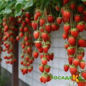 Клубника вьющаяся Комплимент купить по цене от 470р. в интернет-магазине «Посадика» с доставкой почтой в в Белебейе и по всей России – [изображение №1].