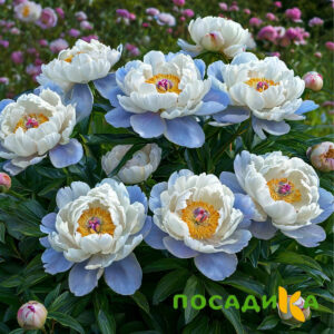 Пион акварельный Этюд купить по цене от 806р. в интернет-магазине «Посадика» с доставкой почтой в в Белебейе и по всей России – [изображение №1].
