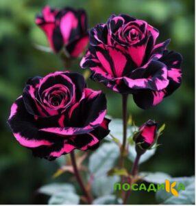 Роза Багровый Шепот купить по цене от 366р. в интернет-магазине «Посадика» с доставкой почтой в в Белебейе и по всей России – [изображение №1].