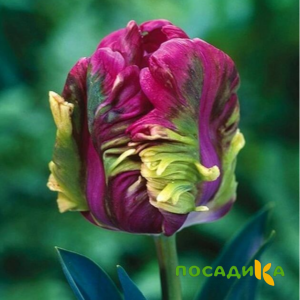 Тюльпан Экзотик Хэвен купить по цене от 186р. в интернет-магазине «Посадика» с доставкой почтой в в Белебейе и по всей России – [изображение №1].