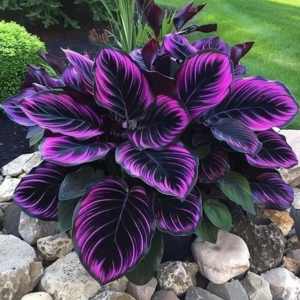 Хоста Люминоза купить по цене от 450р. в интернет-магазине «Посадика» с доставкой почтой в в Белебейе и по всей России – [изображение №1].