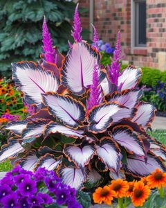 Хоста Кримэн Дрим купить по цене от 549р. в интернет-магазине «Посадика» с доставкой почтой в в Белебейе и по всей России – [изображение №1].