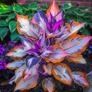 Хоста Эмеральд Тиара купить по цене от 602р. в интернет-магазине «Посадика» с доставкой почтой в в Белебейе и по всей России – [изображение №1].