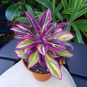 Хоста Сильвер Стик купить по цене от 650р. в интернет-магазине «Посадика» с доставкой почтой в в Белебейе и по всей России – [изображение №1].