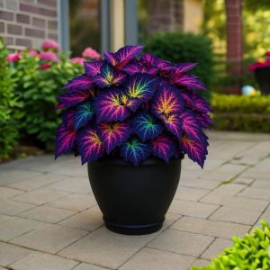 Хоста Фрости Блю купить по цене от 389р. в интернет-магазине «Посадика» с доставкой почтой в в Белебейе и по всей России – [изображение №1].