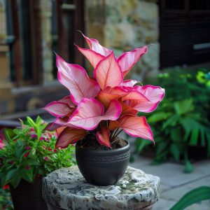 Хоста Розовая Симфония купить по цене от 800р. в интернет-магазине «Посадика» с доставкой почтой в в Белебейе и по всей России – [изображение №1].