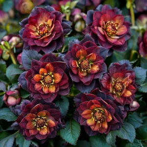 Морозник Сноу Дроп купить по цене от 348р. в интернет-магазине «Посадика» с доставкой почтой в в Белебейе и по всей России – [изображение №1].