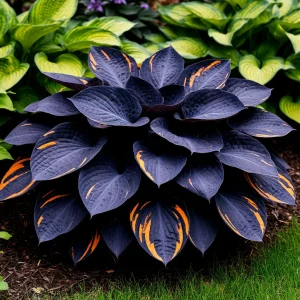 Хоста Умбра купить по цене от 349р. в интернет-магазине «Посадика» с доставкой почтой в в Белебейе и по всей России – [изображение №1].