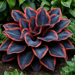 Хоста Солнечный Агат купить по цене от 440р. в интернет-магазине «Посадика» с доставкой почтой в в Белебейе и по всей России – [изображение №1].