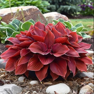 Хоста Малыш Шедевр купить по цене от 421р. в интернет-магазине «Посадика» с доставкой почтой в в Белебейе и по всей России – [изображение №1].