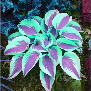 Хоста Висперин Бьюти купить по цене от 379р. в интернет-магазине «Посадика» с доставкой почтой в в Белебейе и по всей России – [изображение №1].