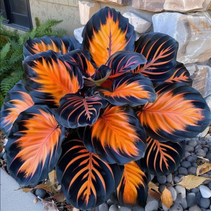 Хоста Сикрет Форест купить по цене от 601р. в интернет-магазине «Посадика» с доставкой почтой в в Белебейе и по всей России – [изображение №1].