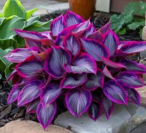 Хоста Сикрет Гарденс купить по цене от 549р. в интернет-магазине «Посадика» с доставкой почтой в в Белебейе и по всей России – [изображение №1].