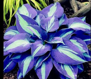 Хоста Аурелия купить по цене от 450р. в интернет-магазине «Посадика» с доставкой почтой в в Белебейе и по всей России – [изображение №1].