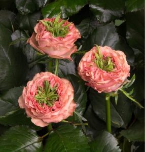 Роза Амбер Инчант купить по цене от 495р. в интернет-магазине «Посадика» с доставкой почтой в в Белебейе и по всей России – [изображение №1].