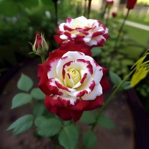 Роза Роял Глом купить по цене от 401р. в интернет-магазине «Посадика» с доставкой почтой в в Белебейе и по всей России – [изображение №1].