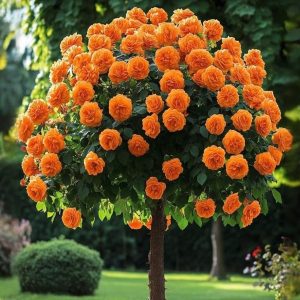 Роза Солнечный Шарм купить по цене от 349р. в интернет-магазине «Посадика» с доставкой почтой в в Белебейе и по всей России – [изображение №1].